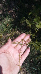 Asparagus verticillatus