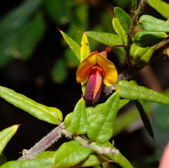 Bossiaea cinerea, photograph (c) Peter Crowcroft, some rights reserved (CC BY)