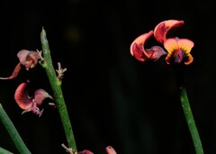 Daviesia brevifolia, photograph (c) Peter Crowcroft, some rights reserved (CC BY)