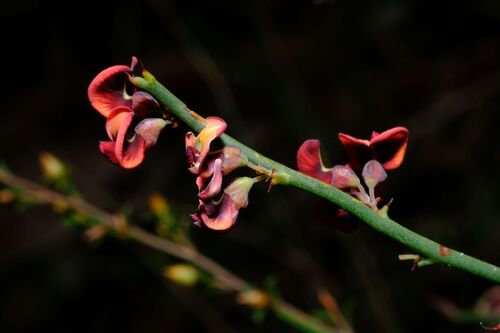 Daviesia brevifolia, photograph 6