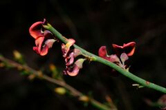 Daviesia brevifolia, photograph (c) Peter Crowcroft, some rights reserved (CC BY)