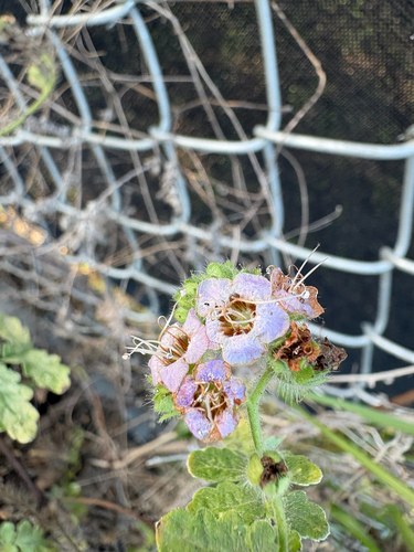 Phacelia ramosissima, photograph 4