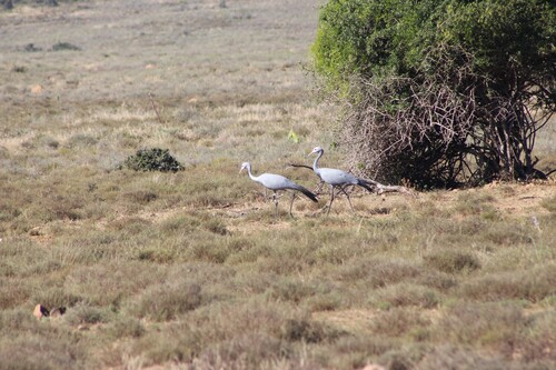 iNaturalist image