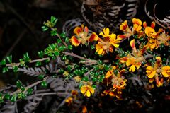 Pultenaea scabra
