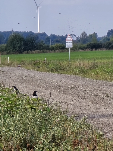 Eurasian Magpie