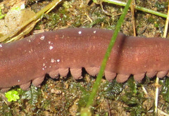 Macroperipatus torquatus