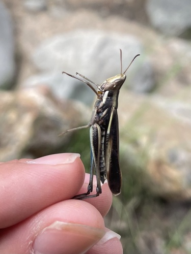 Montezuma's Grasshopper