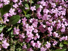 Saponaria ocymoides