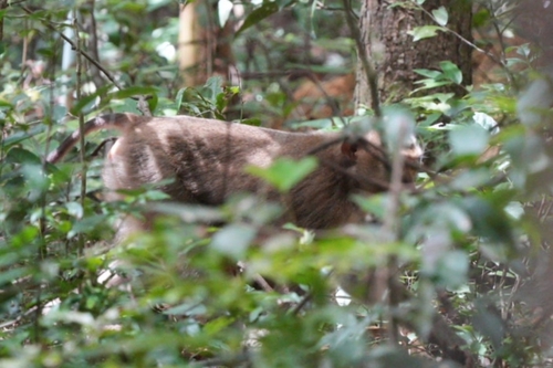 Northern Pig-tailed Macaque