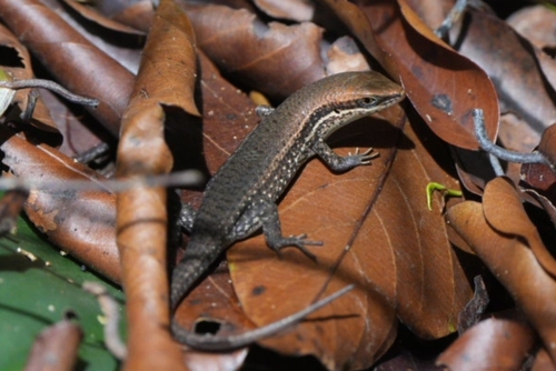Bronze Grass Skink