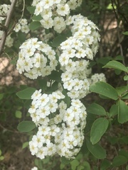 Spiraea × vanhouttei
