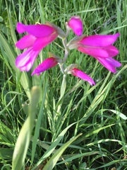 Gladiolus