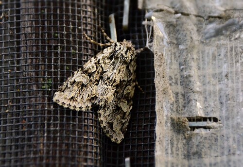 Ashen-spotted Brocade