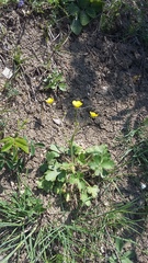 Ranunculus neapolitanus