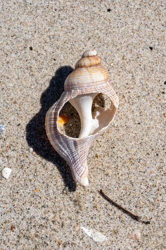 Penion sulcatus, 2026-09-09