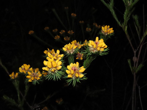 Pultenaea stipularis, photograph 5