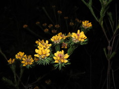 Pultenaea stipularis, photograph (c) ian_mcallan, some rights reserved (CC BY)