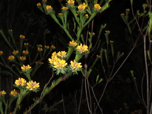 Pultenaea stipularis, photograph 6