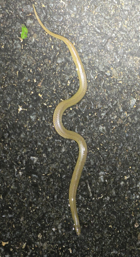 Sichuan Mountain Keelback