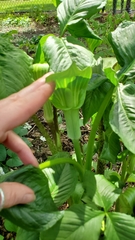 Arisaema triphyllum