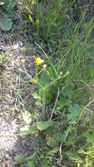 Ranunculus neapolitanus