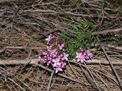 Boronia pinnata, photograph (c) ian_mcallan, some rights reserved (CC BY)