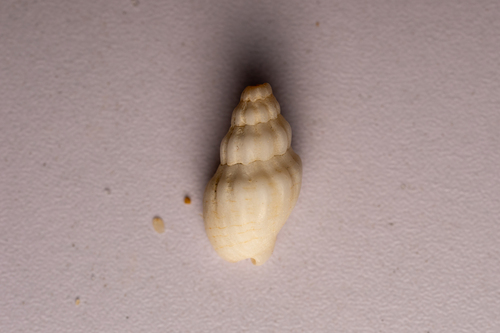 Cominella quoyana observed 2026-09-09