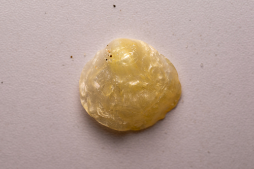 Anomia trigonopsis observed 2026-09-09