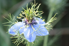 Nigella