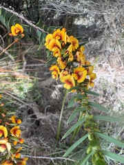 Eutaxia myrtifolia