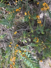 Eutaxia myrtifolia, photograph (c) Ann Bentley, some rights reserved (CC BY)