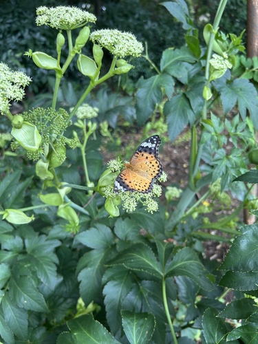 Chinese Tropical Fritillary