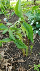 Arisaema triphyllum