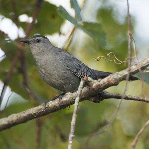 Gray Catbird