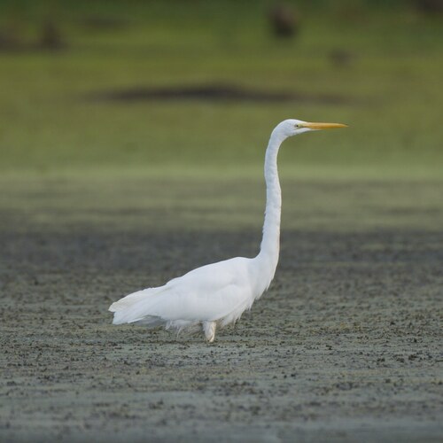 Great Egret