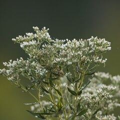 (c) Dmitry Mozzherin, some rights reserved (CC BY) Eupatorium altissimum, photograph (c) Dmitry Mozzherin, some rights reserved (CC BY)