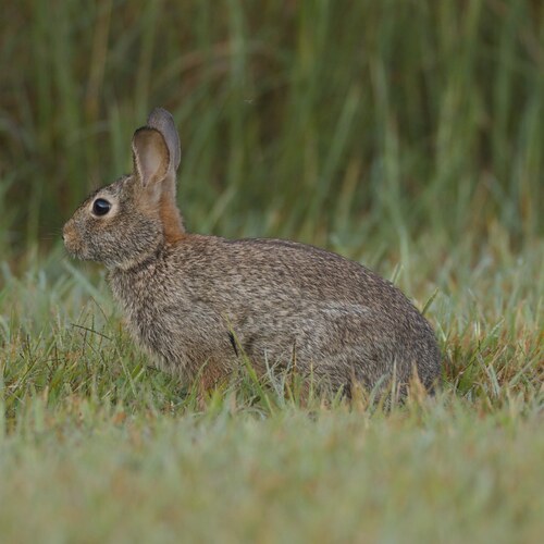 Eastern Cottontail