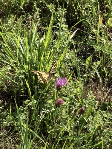 Old World Swallowtail
