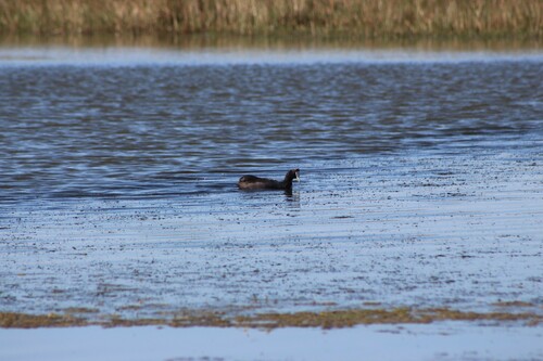 iNaturalist image