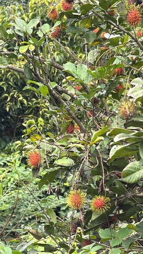 Nephelium lappaceum observed 2026-09-09