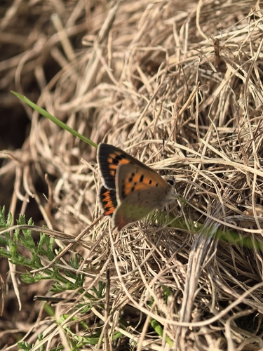 Small Copper