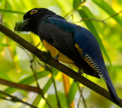 Trogon violaceus