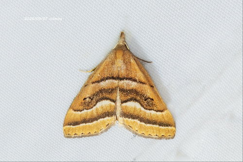 Bocana marginata