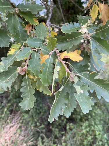 downy oak
