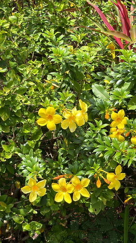 Golden Trumpet