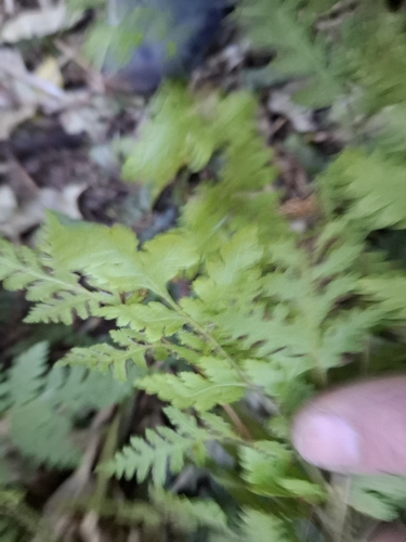 Pteris macilenta, photograph 4