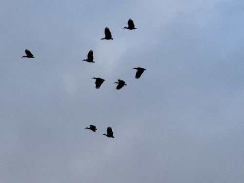 iNaturalist image