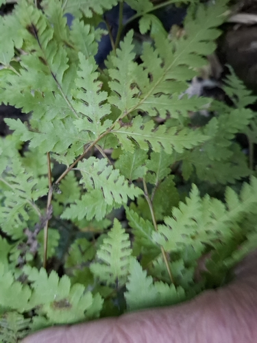 Pteris macilenta, photograph 5