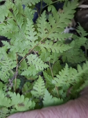 Pteris macilenta, photograph author not stated, no rights reserved