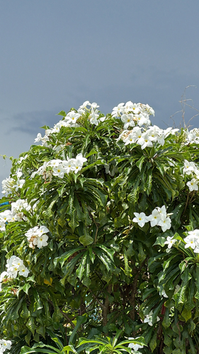Hammerleaf Frangipani